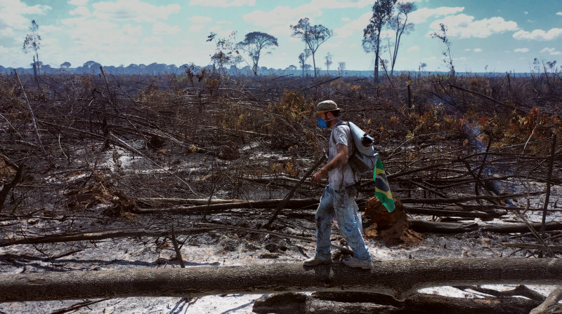 "Cinzas da Floresta" (2023), de André D’Elia - Divulgação